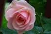 Adelige rose photo
