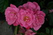 Altenstadt rose photo