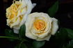 Beate Anita rose photo