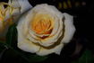 Beate Anita rose photo