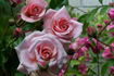 Corado rose photo