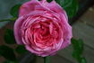 Carola Rose rose photo