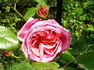 Carola Rose rose photo