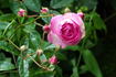 Martha rose photo