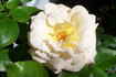 Lugano rose photo