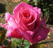 Perfume Beauty ™ rose photo
