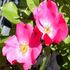 Betty Prior, Cl. ™ rose photo