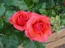 Bill Slim rose photo