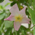 <i>Rosa corymbulosa</i> Rolfe rose photo