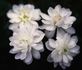 Arctic Sunrise rose photo
