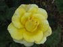 Christmas Card rose photo