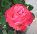 Maggie Barry rose photo