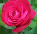 JW-01 rose photo