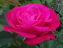 JW-01 rose photo