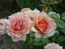 Fragrant Apricot ™ rose photo