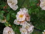 Lucens Erecta rose photo
