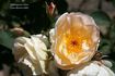 Huntington's Hero rose photo