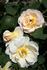 Huntington's Hero rose photo