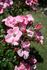 First Light rose photo
