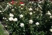 Mt. Hood rose photo
