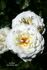 Mt. Hood rose photo