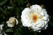 Mt. Hood rose photo