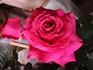 Greffe de Vie rose photo