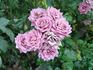 Seattle Scentsation ™ rose photo