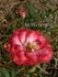 Whoopi ™ rose photo
