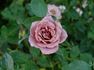 Cinnamon Delight ™ rose photo