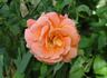 L'Oréal Trophy rose photo