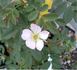 R3LR rose photo
