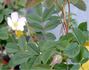 R3LR rose photo