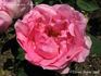 Madame Maurice Fenaille rose photo