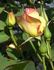 Yellow Floorshow rose photo