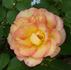 Yellow Floorshow rose photo