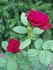 Ballade rose photo