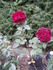 Ballade rose photo