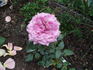 Baltik rose photo