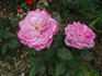 Baltik rose photo