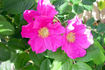 Rugosa #3 rose photo
