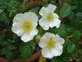 Starry Night ™ rose photo