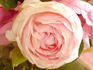Fragrant Masterpiece rose photo