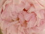 Fragrant Masterpiece rose photo