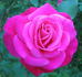 JW-01 rose photo