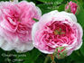 Agathe Rose rose photo