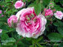Agathe Rose rose photo