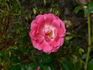 Inge Schubert rose photo