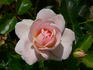 Queen Margrethe ™ rose photo