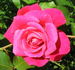 JW-01 rose photo